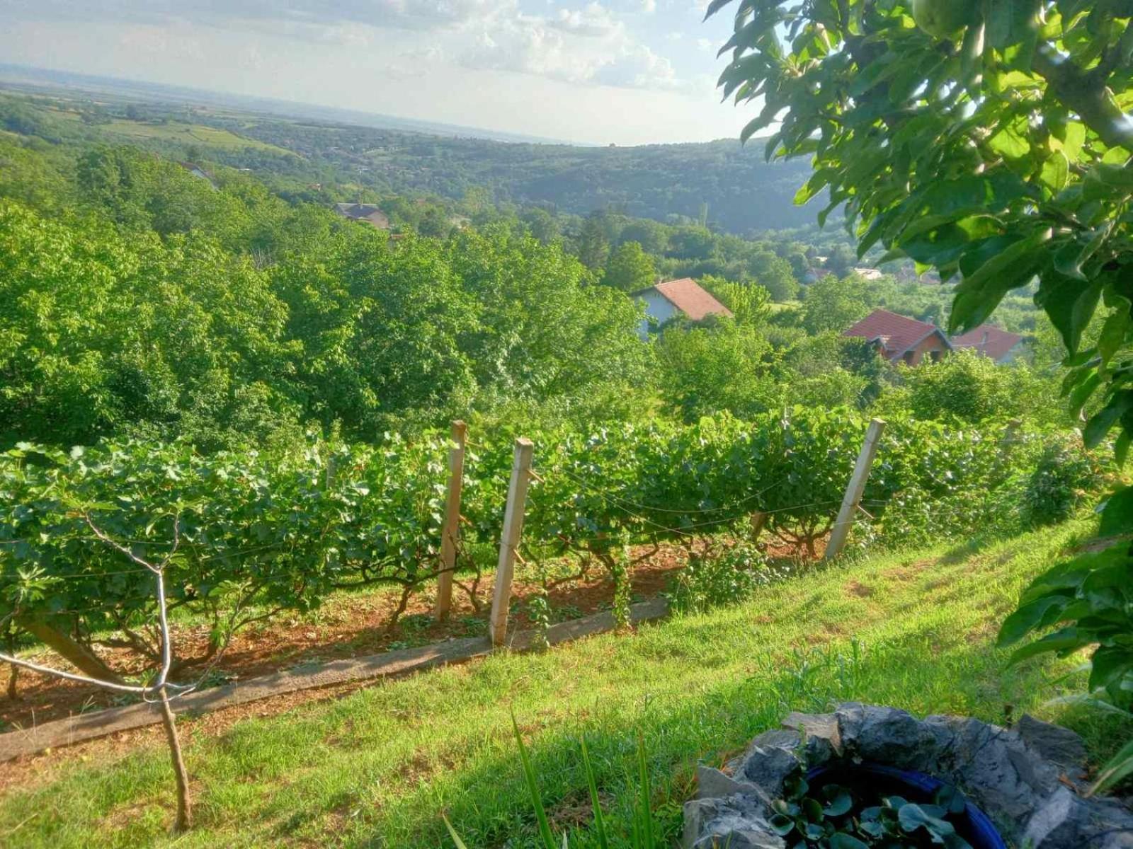 Apartment Noletov Vidikovac Vrdnik Buitenkant foto